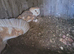 Breeding pair of barn owls