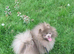 Royal KC solid lilac male