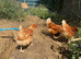 Perfect starter flock! 6 hen and 1 roo