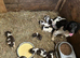 Springer spaniel puppies
