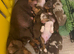 FULLY vaccinated Miniature dachshund puppies