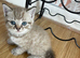 Kittens for sale