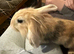 Female Rabbit For Sale