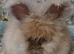 Pedigree English Angora Boy