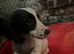 Cocker spaniel puppies READY NOW LAST BOY!!