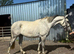 17.2 irish draught cross gelding