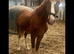 AES sport horse young stock
