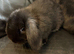 Gorgeous doe bunny