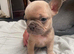 6 frenchies