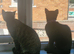 Shadow and milo