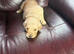 Two chunky male dogs left