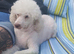 Beautiful Toy poodle puppies.