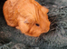 Baby Cali Sheltie boar