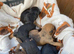 Pups for sale