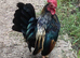Serama male