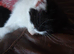 8 week old kittens
