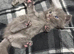 Exquisite Ragdoll / Turkish Angora Kittens – 8 Weeks Old | Blue-Eyed | Home-Raised
