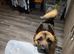 1 year old female shepkita