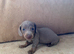 Isabella & tan dachund girl