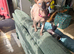 Sphynx female