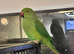 Stunning young Indian ringnick parrot