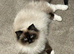 Pure Ragdolls - Two Females left only