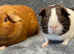 Guinea Pigs - Bonded baby boys £25 the pair