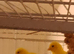 2 pairs of Canaries for sale