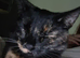 Tortie female