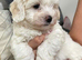 READY TO LEAVE NOW &ndash; Beautiful Maltese Puppies Looking for Their Forever Homes!