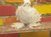 White frill back pigeons for sale