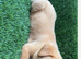 Labrador puppies