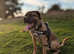 Stud ,, cane corsos ,Looking for love