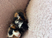 Four Baby Guinea Pigs