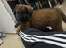 Caucasian shepherd