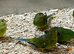 RARE Baby Elegant parrots