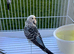 Breeding pair Budgies