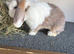 Mini lop Doe