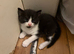2 male kittens