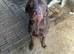 18 month old Chocolate Labrador