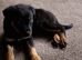 Gorgeous Rottweiler pups