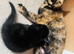 Beautiful Kittens for Sale