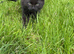 Ragdoll black fluffy needs home this week