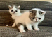 Outstanding Exotic Shorthair Kittens