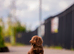 LONG HAIR MINIATURE DACHSHUND KC REG READY TO LEAVE