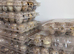 Quail Coturnix hatching eggs