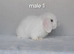 Gorgeous purebred mini lops