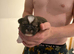 3 male Lhasa apso puppies for sale