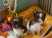Tiny & Micro Pure Yorkie Puppies