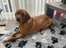 *2 left** kc reg Labrador ready to leave now